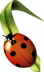 Coccinelle