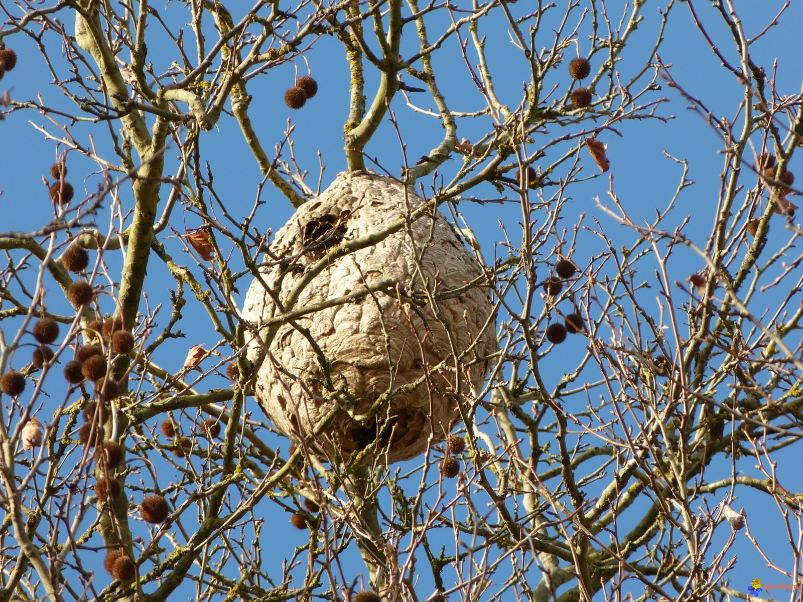 nid de frelon asiatique 1